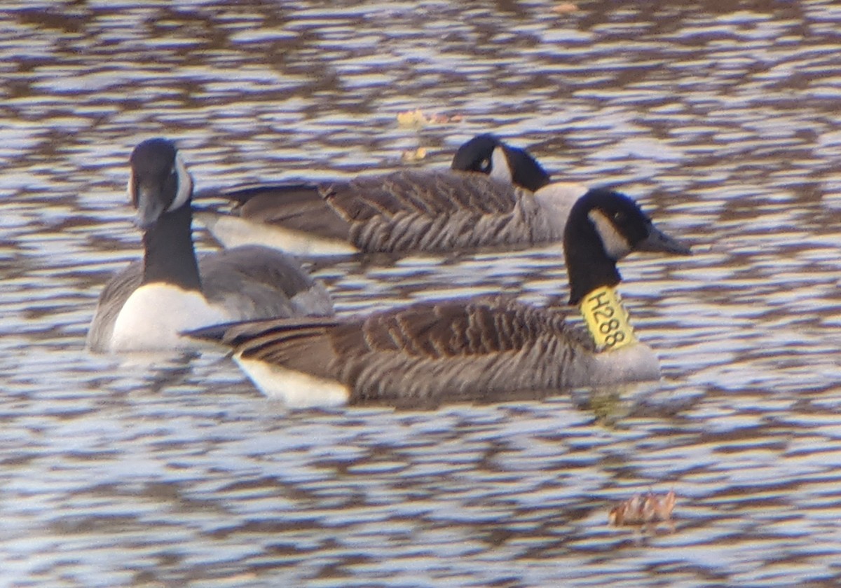 Canada Goose - ML388812171