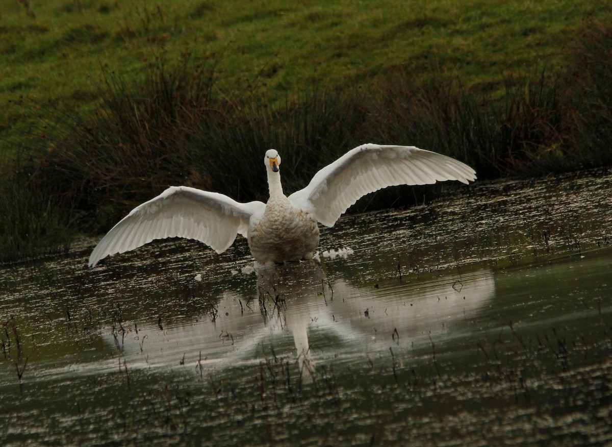 Whooper Swan - Andrew Chapman