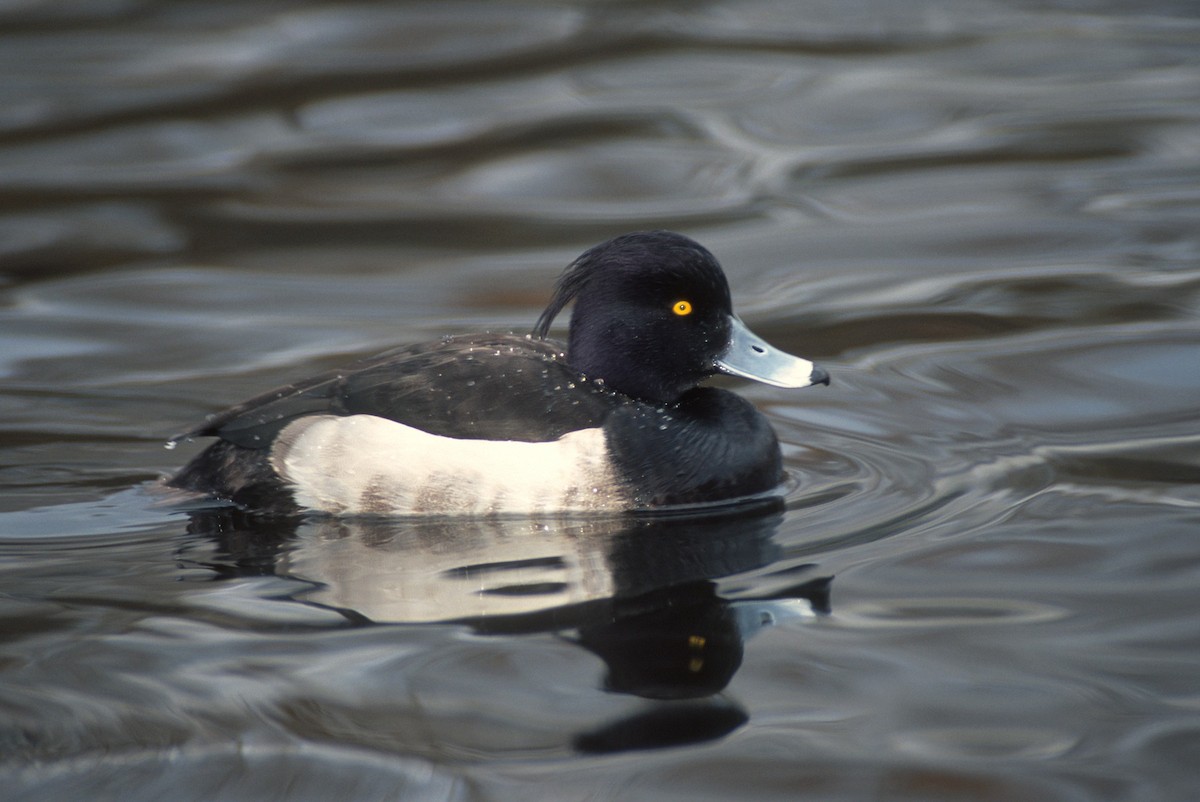 Tufted Duck - Bruce Whittington