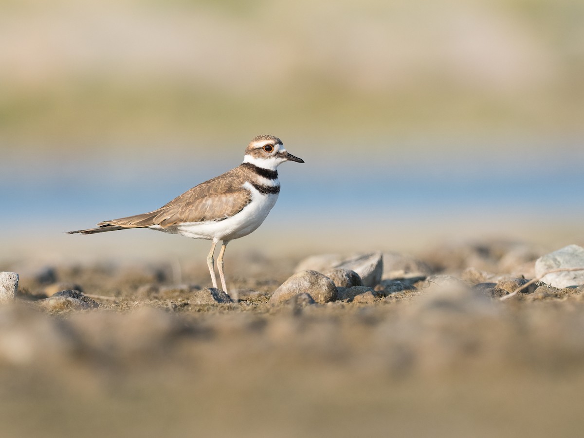 Killdeer - ML388814621