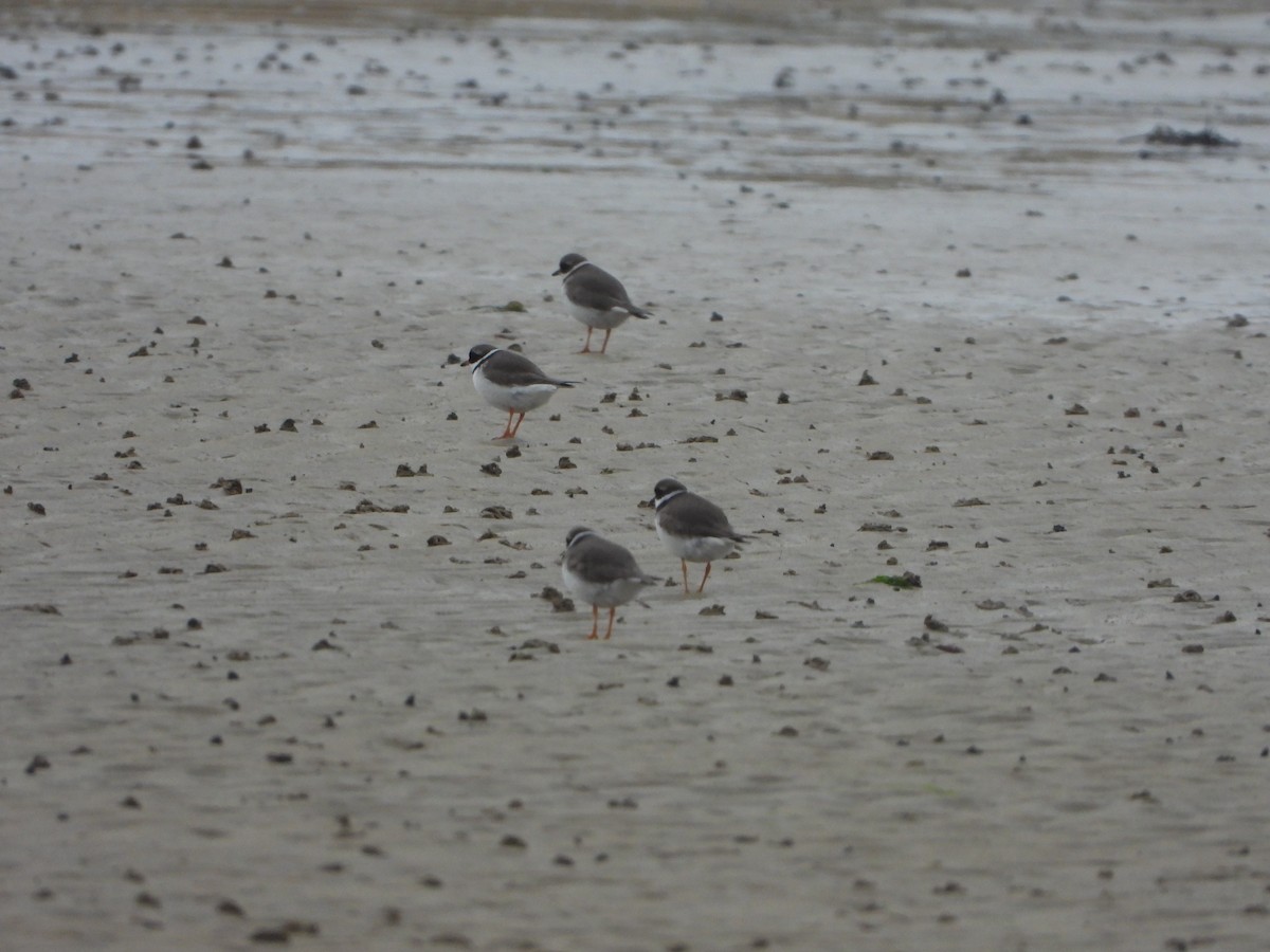 Common Ringed Plover - ML388815621