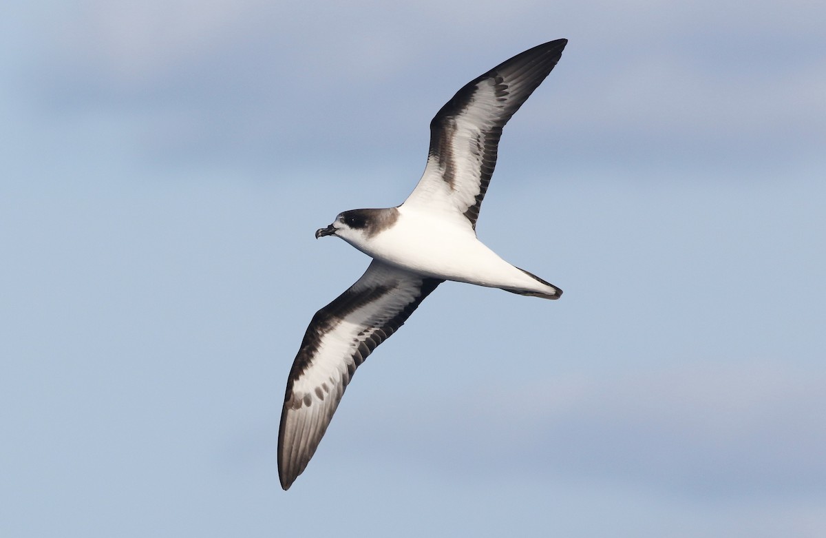 Bermuda Petrel - ML388815871