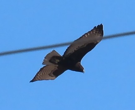 Red-tailed Hawk (Harlan's) - ML388816071