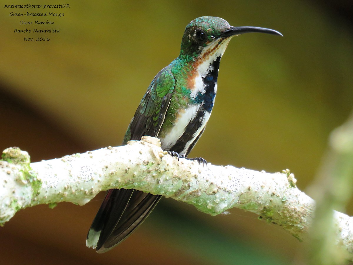 Grünbrust-Mangokolibri - ML38881781