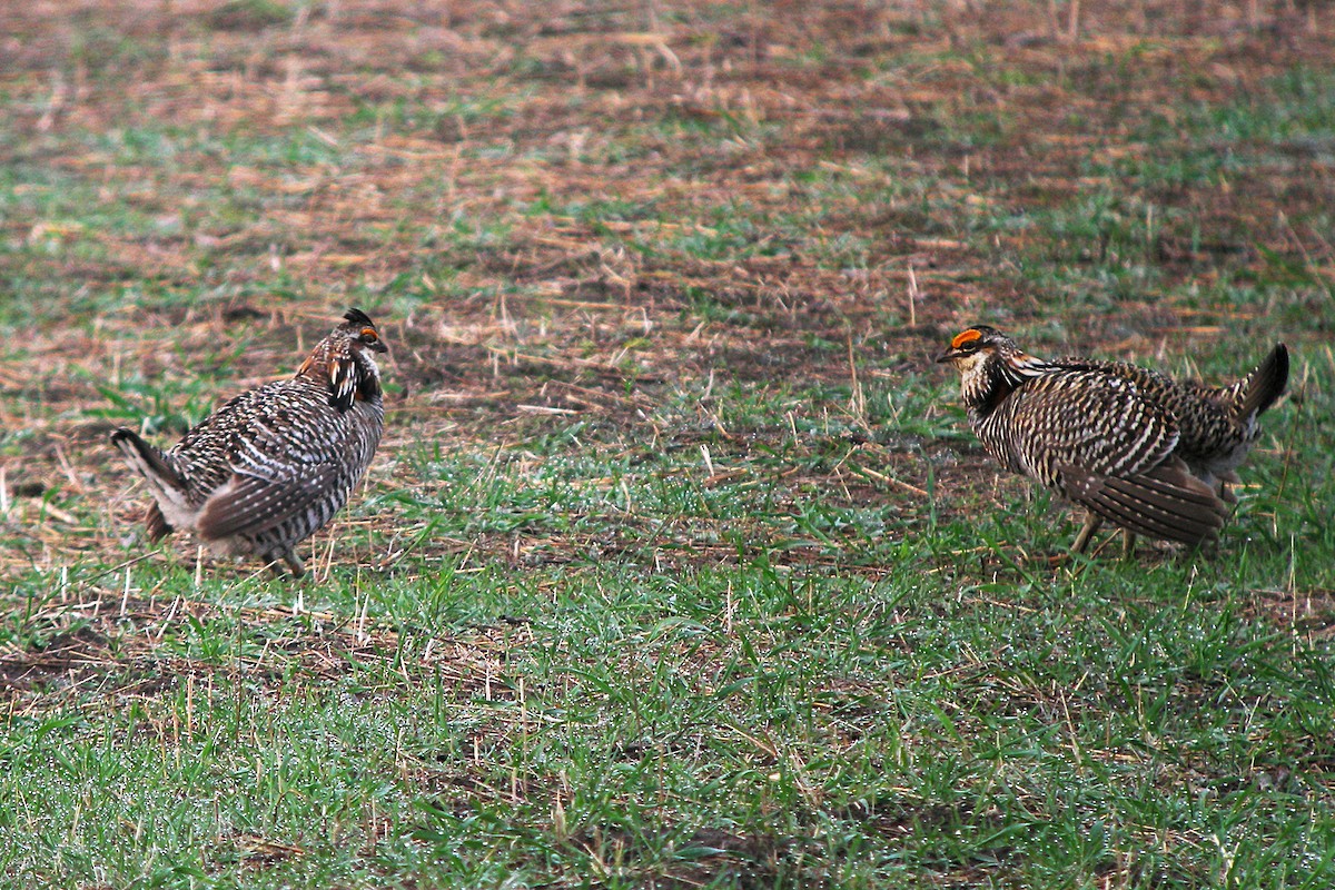 Greater Prairie-Chicken - ML388819861