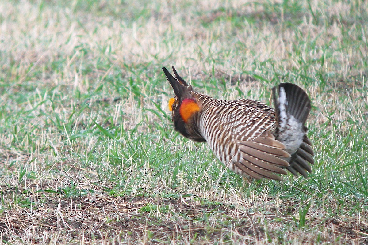 Greater Prairie-Chicken - ML388819891