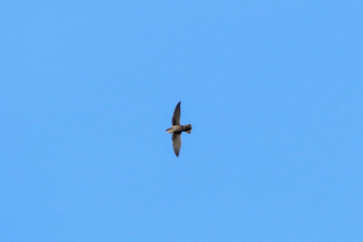 Chimney Swift - David Garrigues