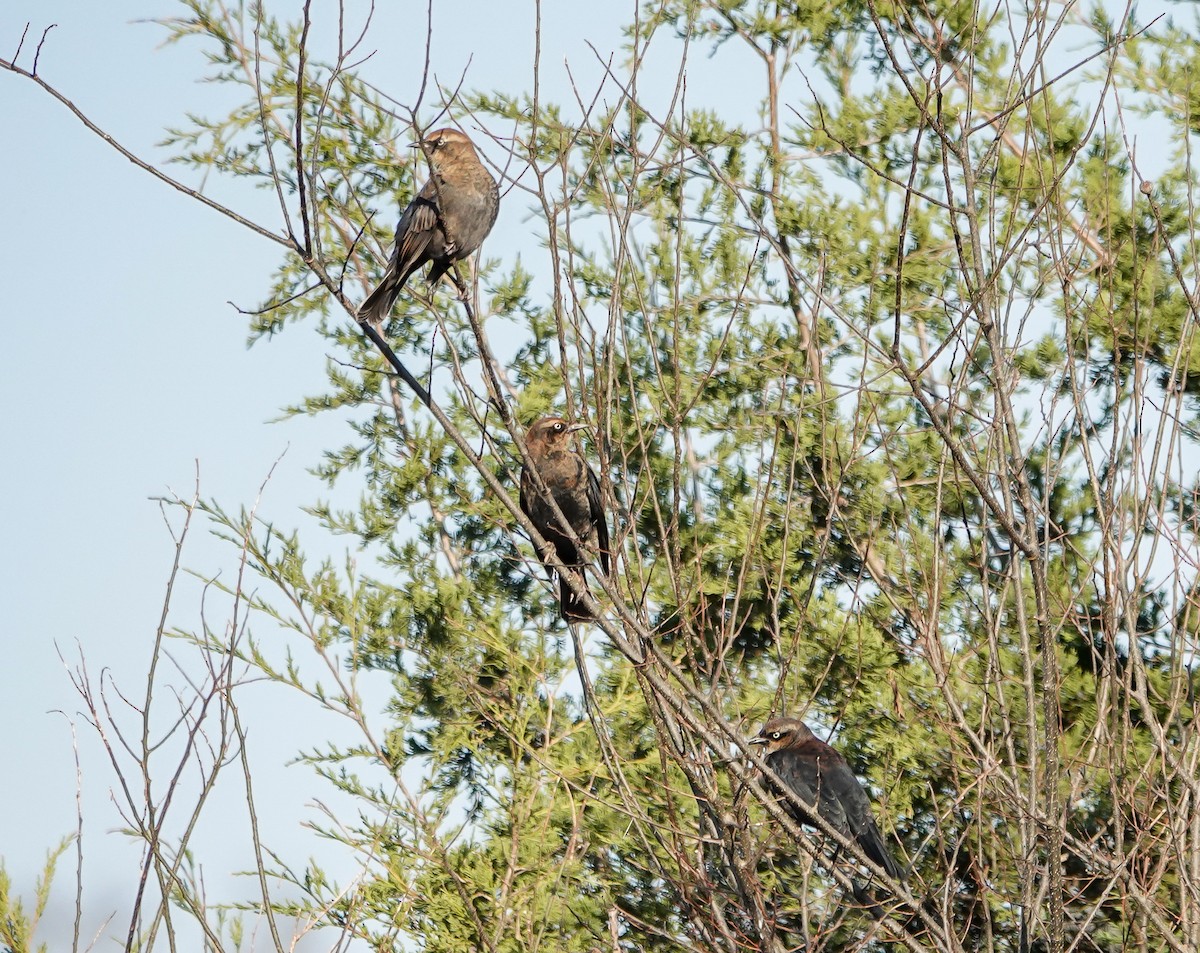 Rusty Blackbird - ML388822011