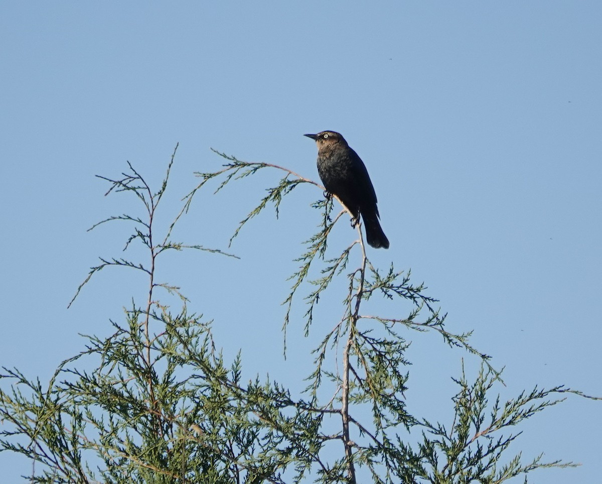 Rusty Blackbird - ML388822031