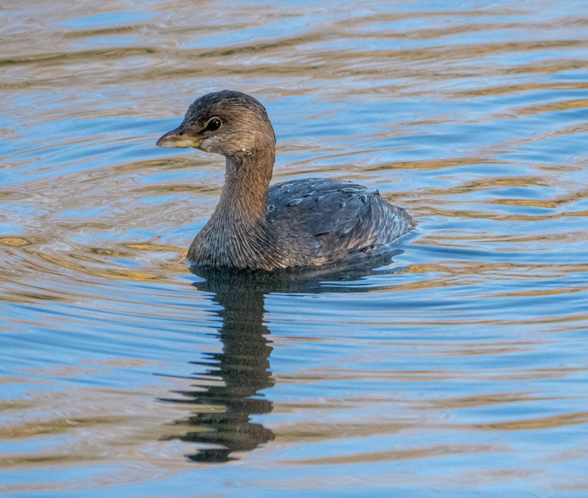 Pied-billed Grebe - ML388823511