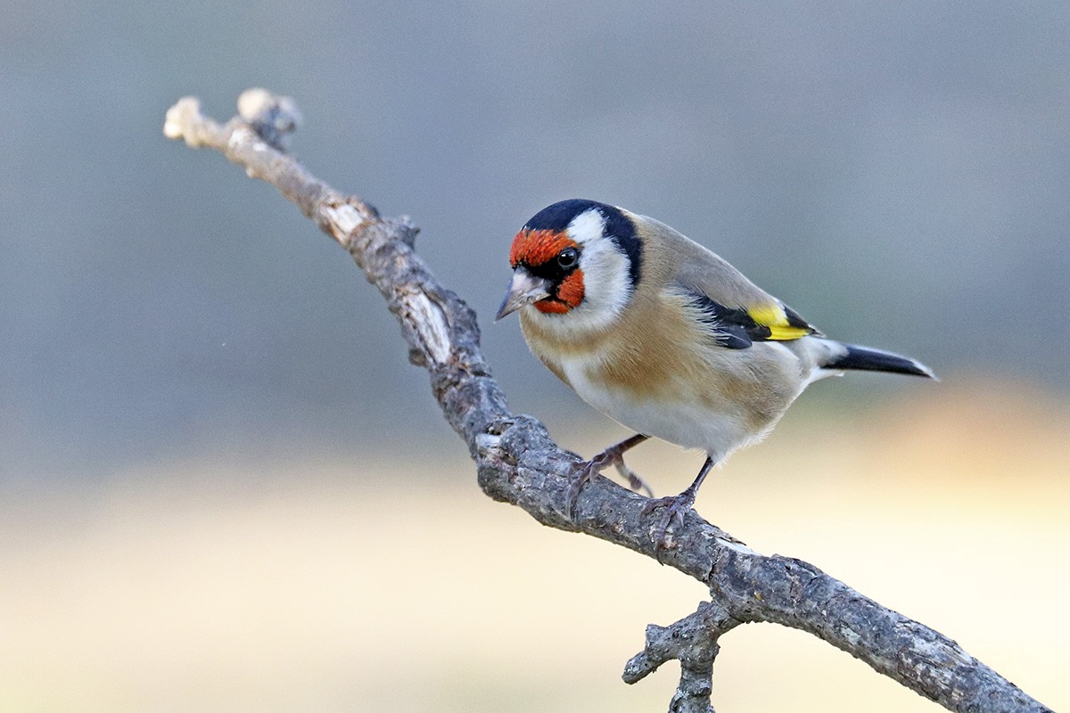 European Goldfinch - Francisco Barroqueiro