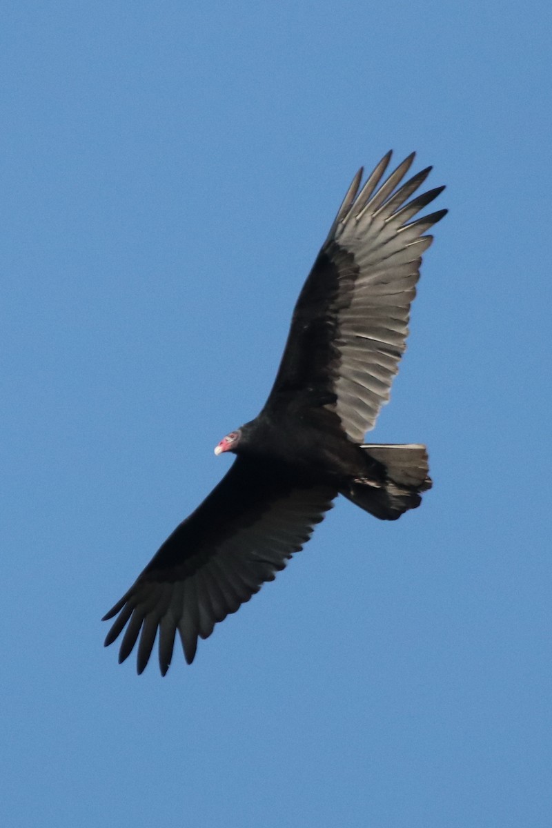 Turkey Vulture - ML388825221