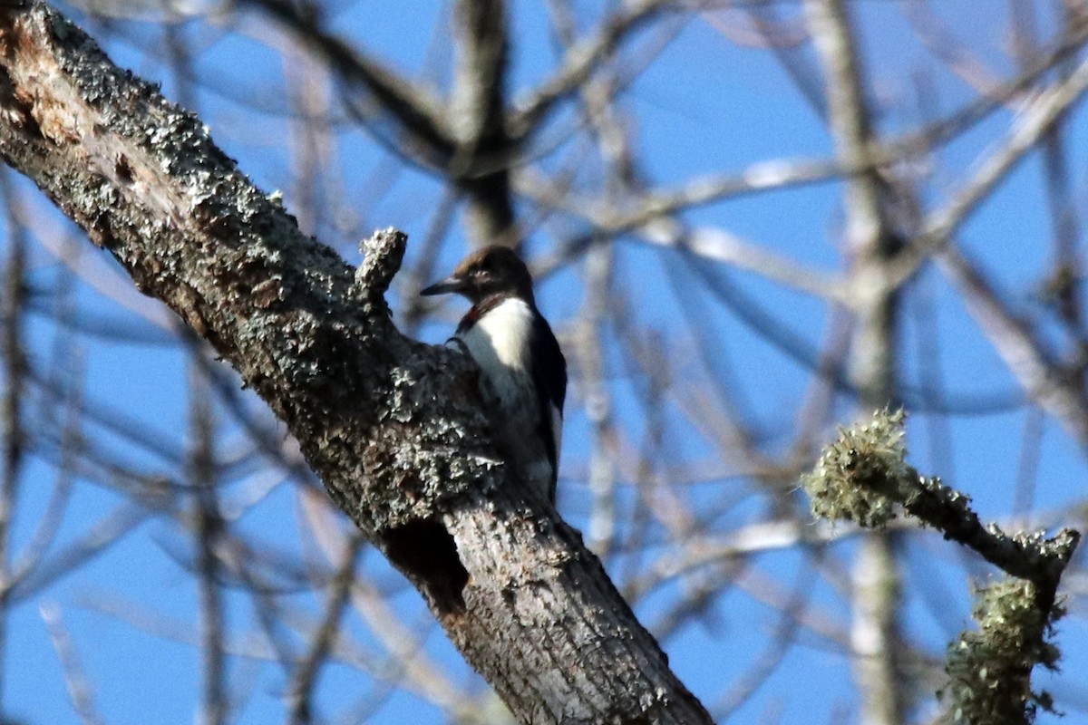 Red-headed Woodpecker - ML388825231