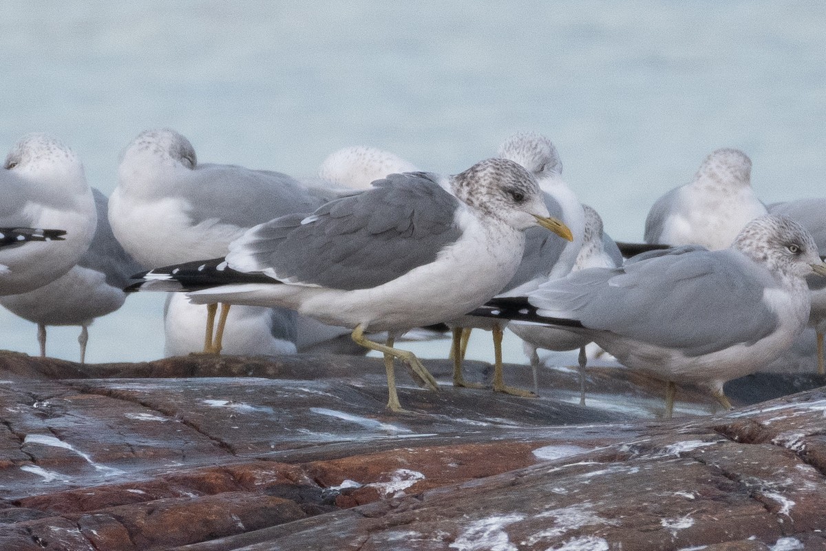 Common Gull (Kamchatka) - David Turgeon