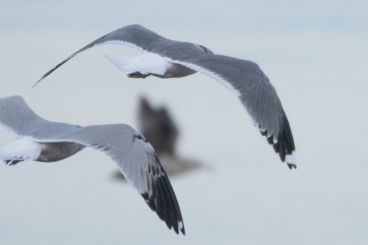 Common Gull (Kamchatka) - David Turgeon