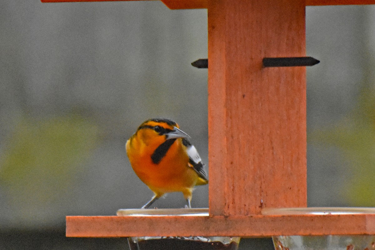 Oriole de Bullock - ML388829031