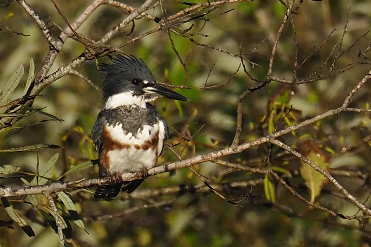 Belted Kingfisher - ML388830791