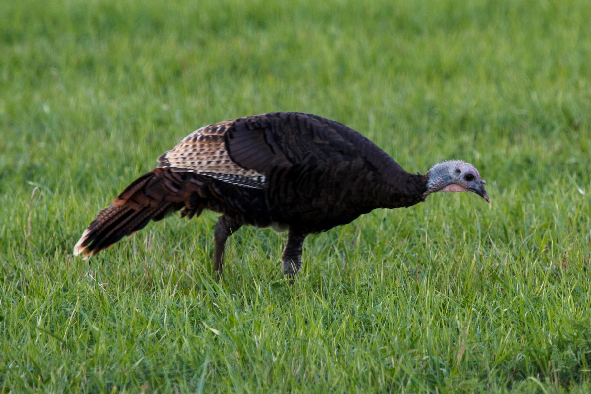 Wild Turkey - ML388831041