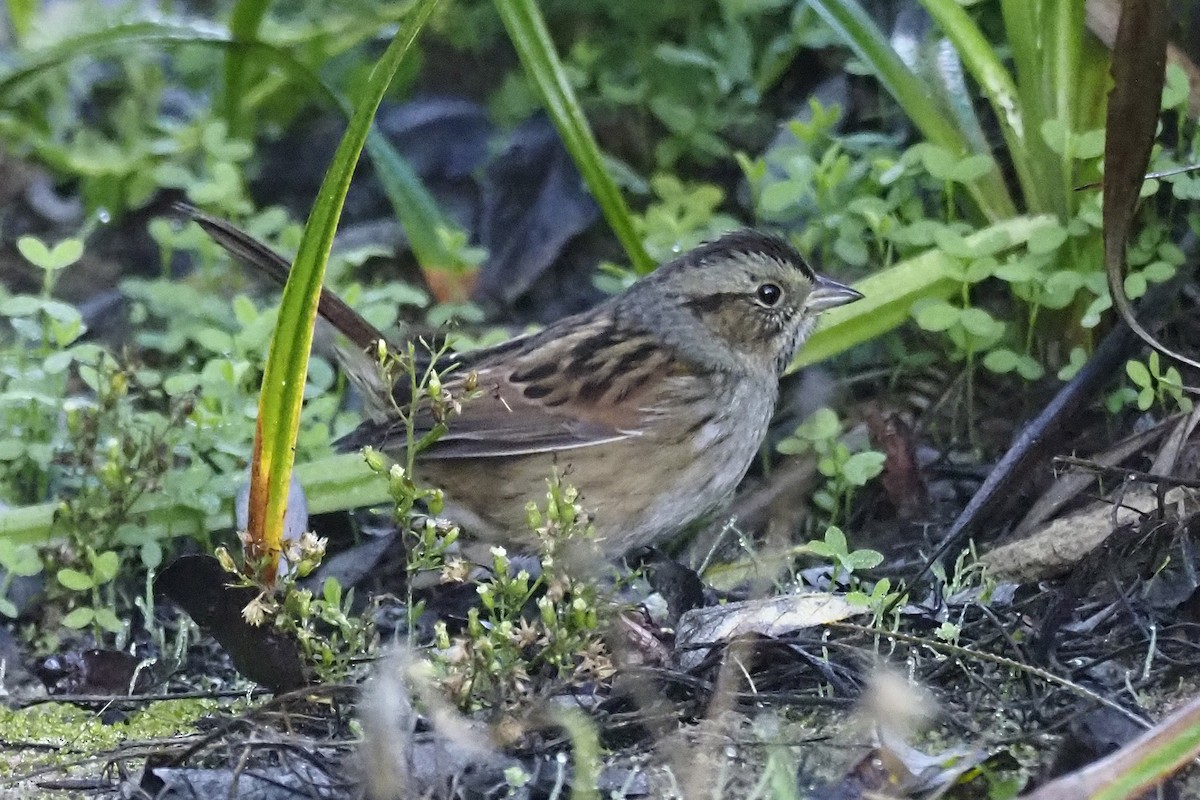 Swamp Sparrow - Donna Pomeroy