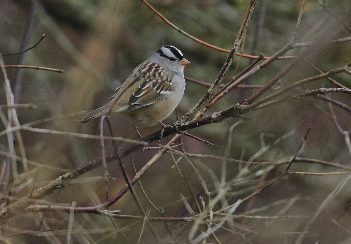 White-crowned Sparrow (leucophrys) - Phillip Odum