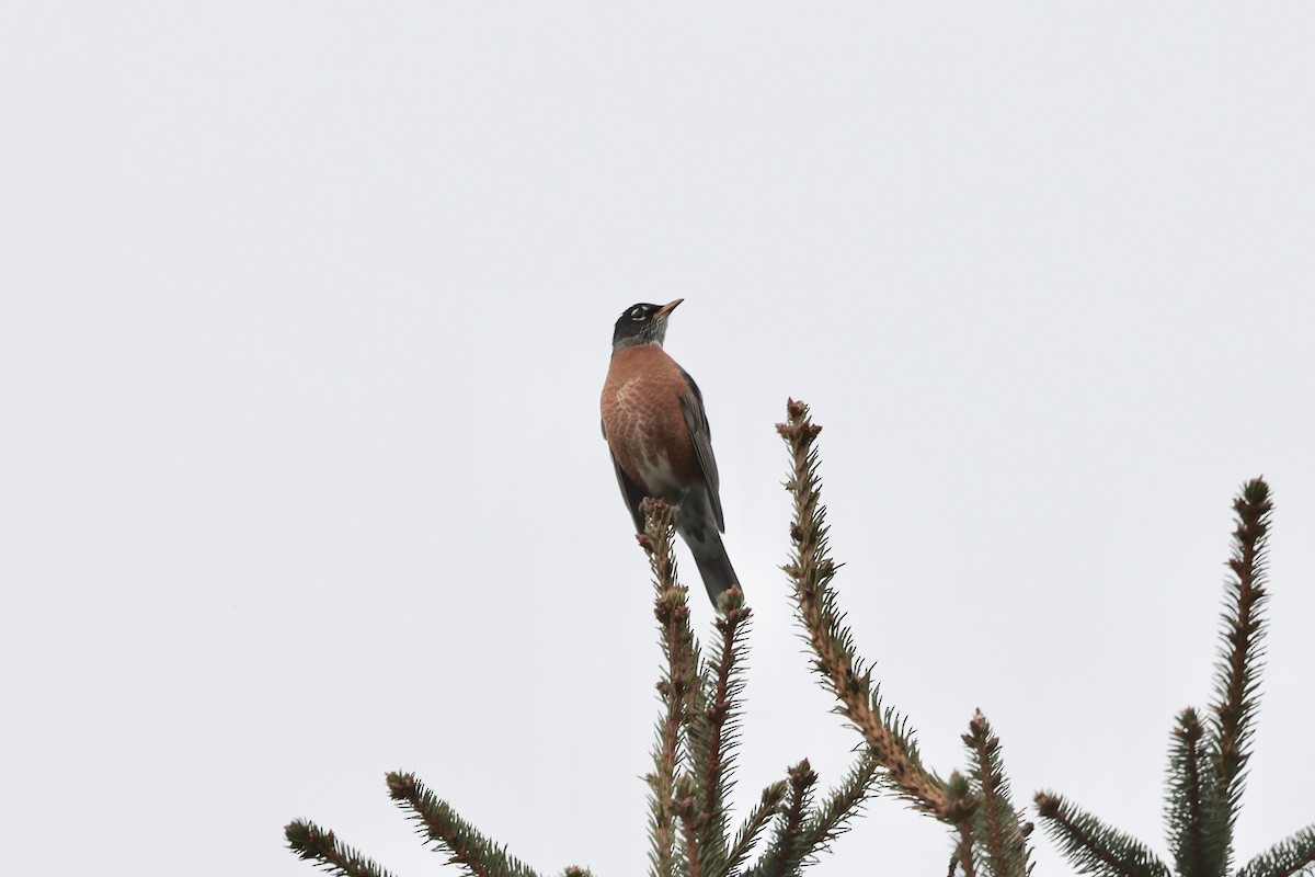 American Robin - ML388832261