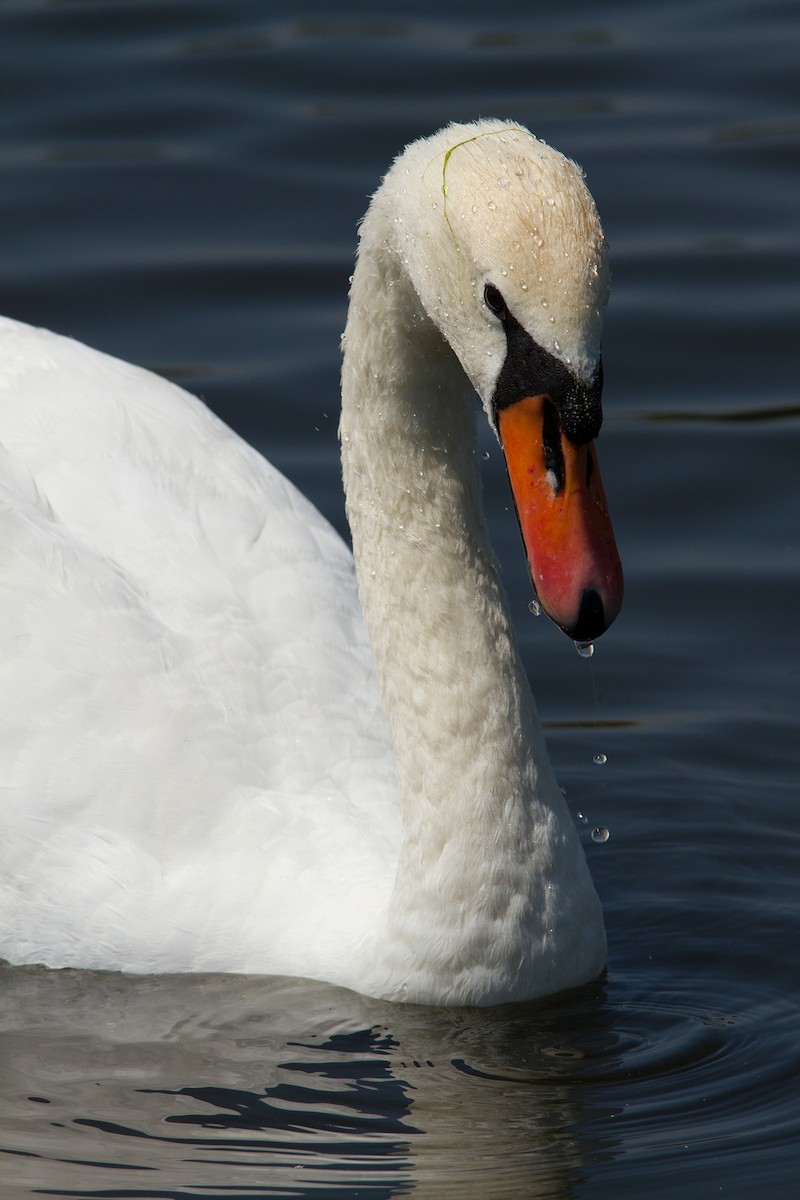 Mute Swan - ML388832481