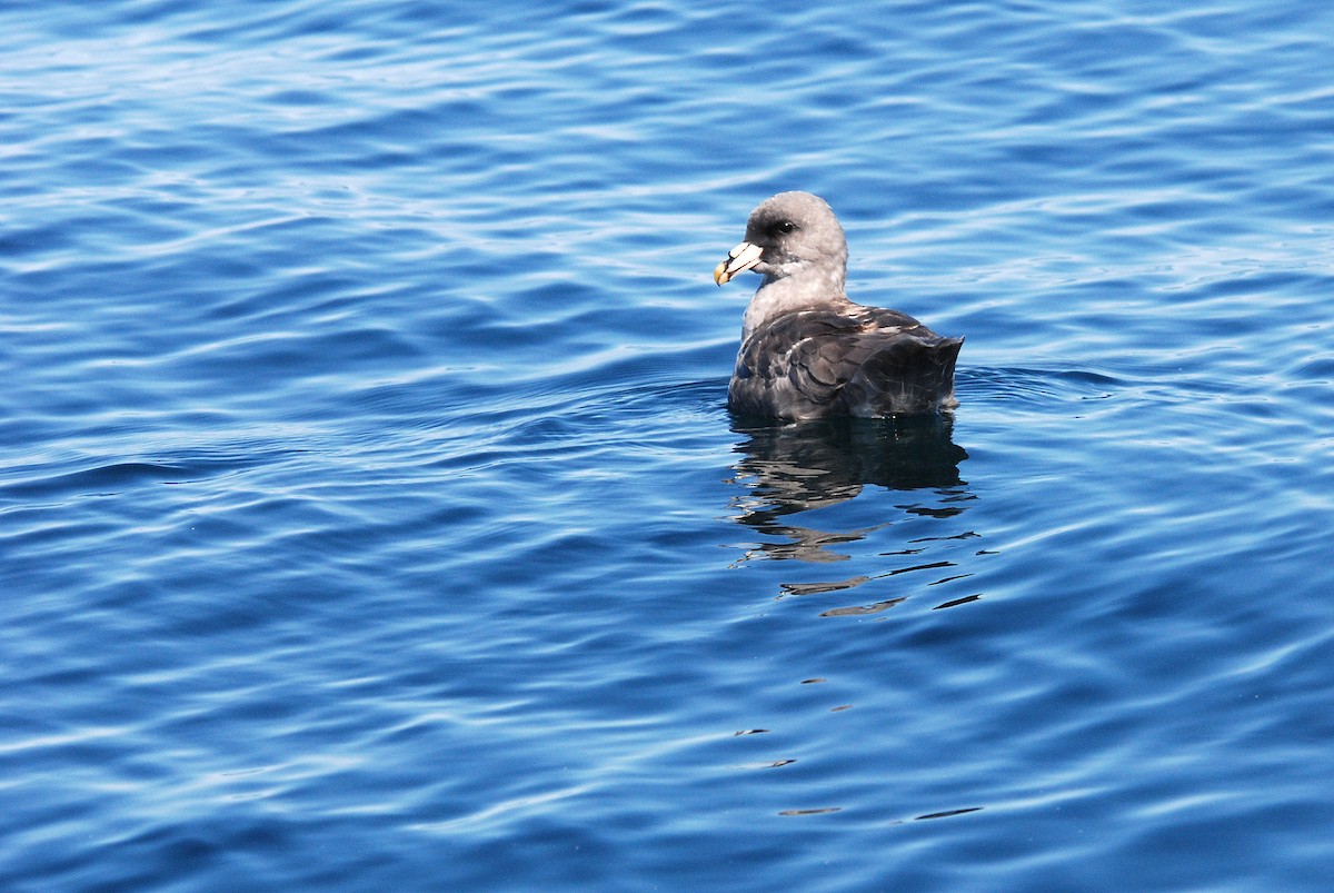 Northern Fulmar - Ken Chamberlain