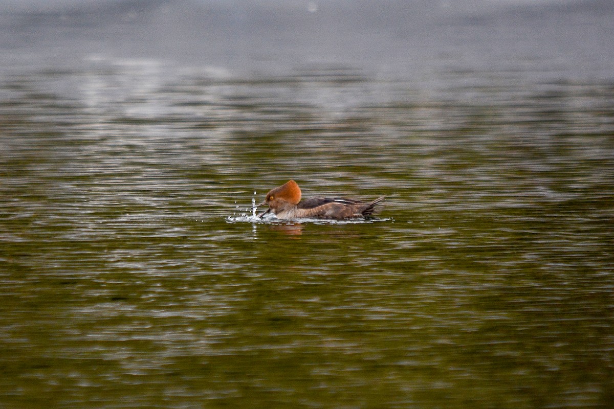 Капюшоновый крохаль - ML388833511