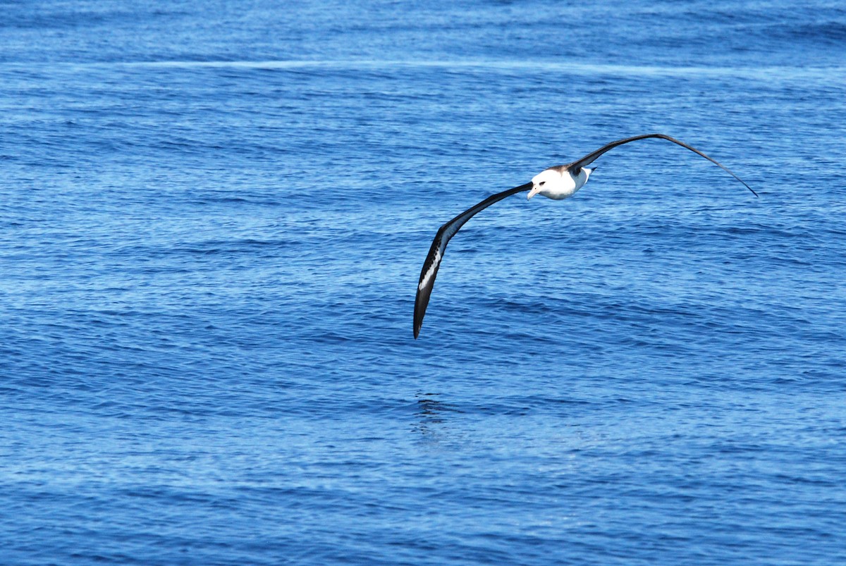 Laysan Albatrosu - ML38883501