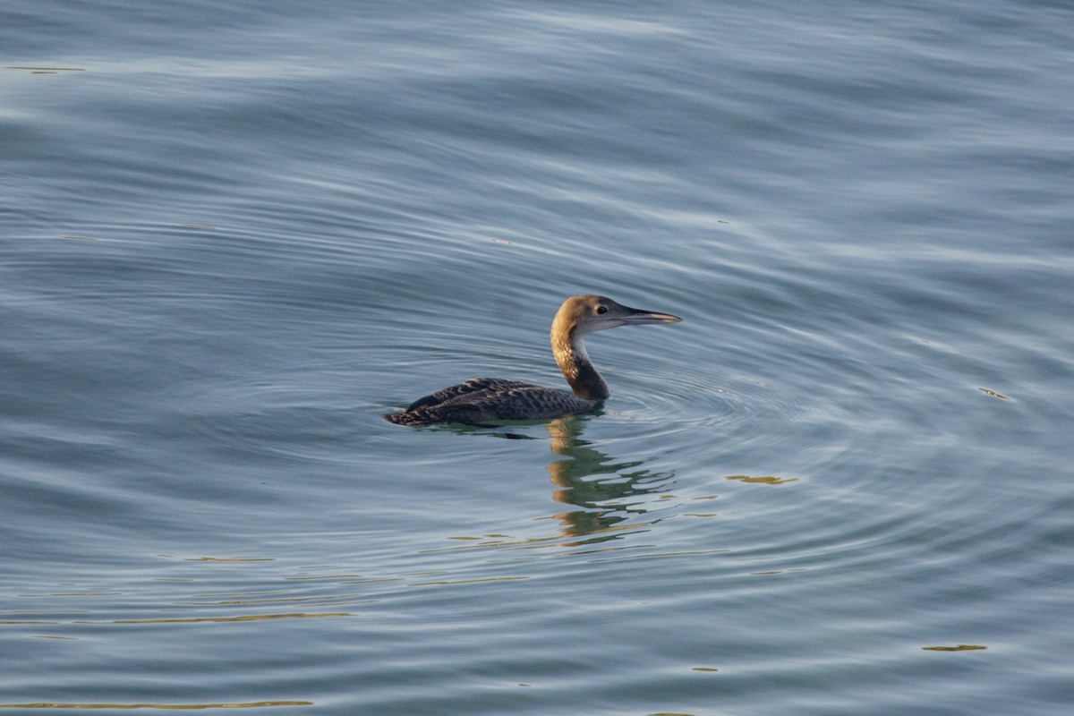 Черноклювая гагара - ML388835491