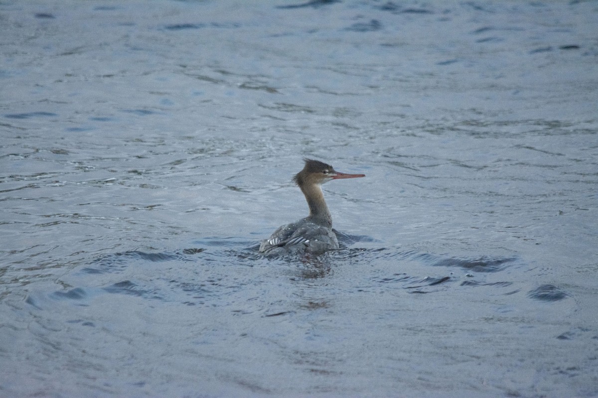 Длинноносый крохаль - ML388836071