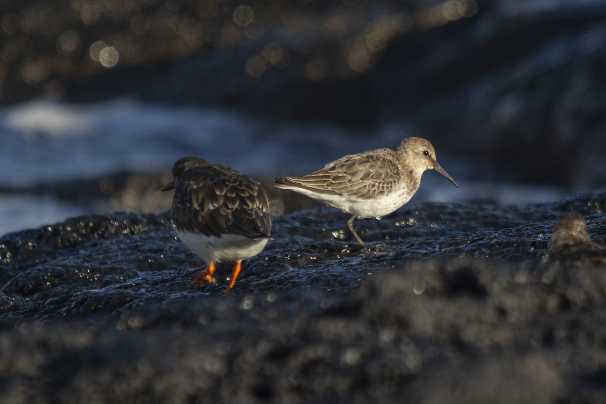 Чернозобик - ML388836171