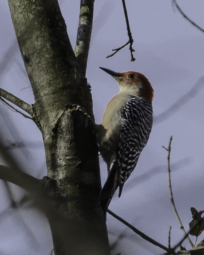 Red-bellied Woodpecker - Steve Aprile
