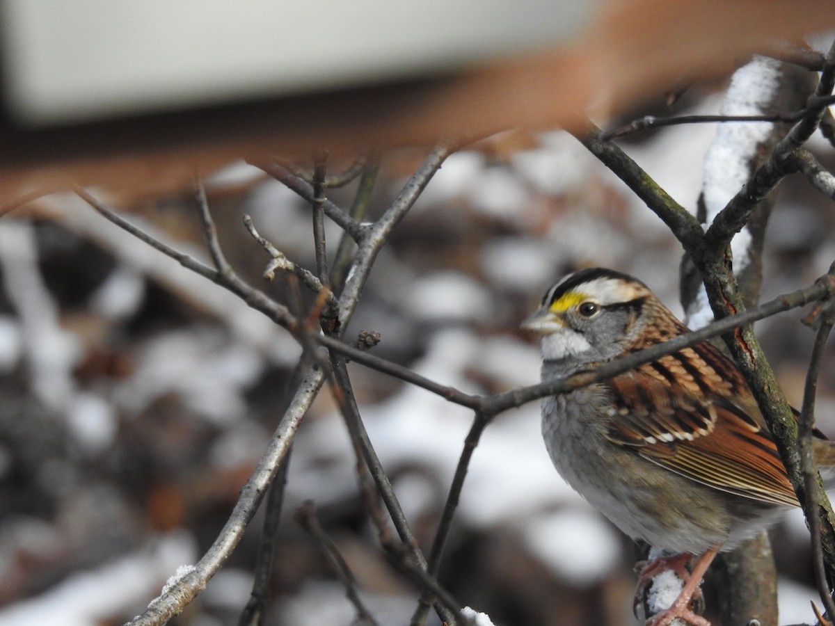 White-throated Sparrow - Laurie Stacey