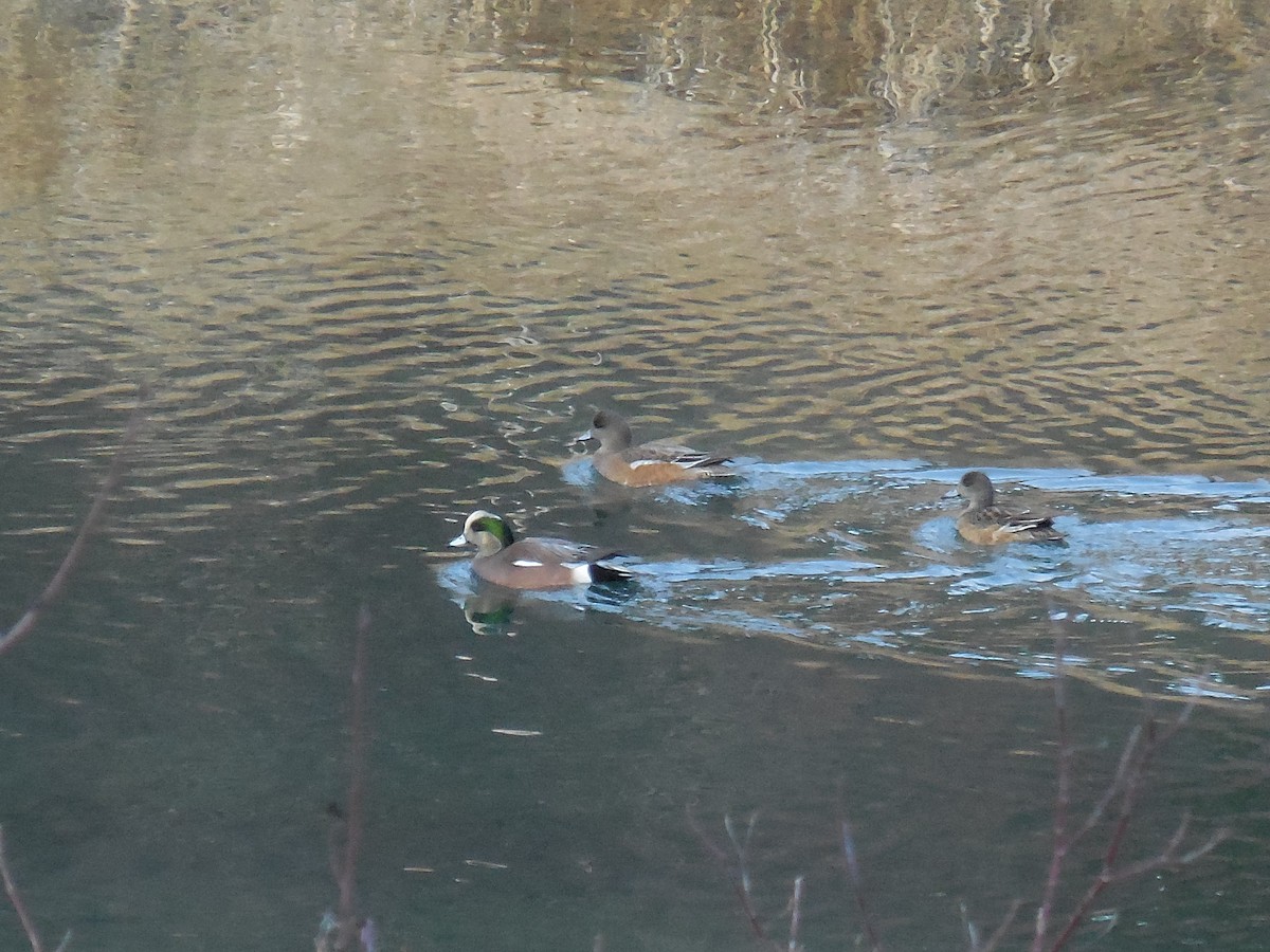 American Wigeon - ML388836381