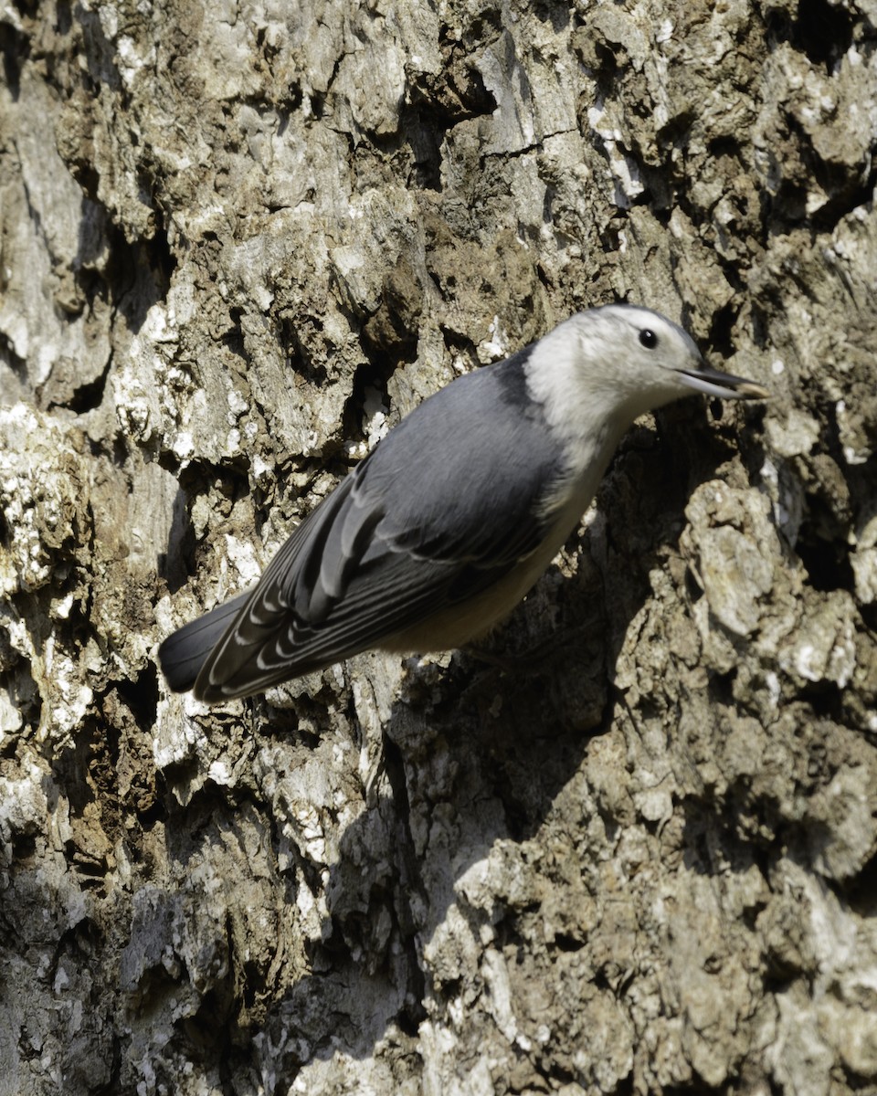 White-breasted Nuthatch - ML388836461