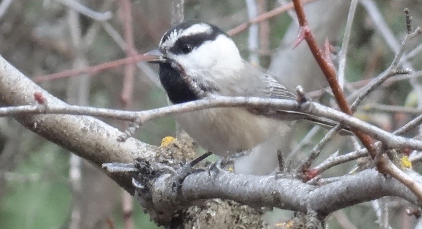 Mountain Chickadee - ML38883681