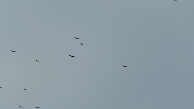 Turkey Vulture - ML388836931