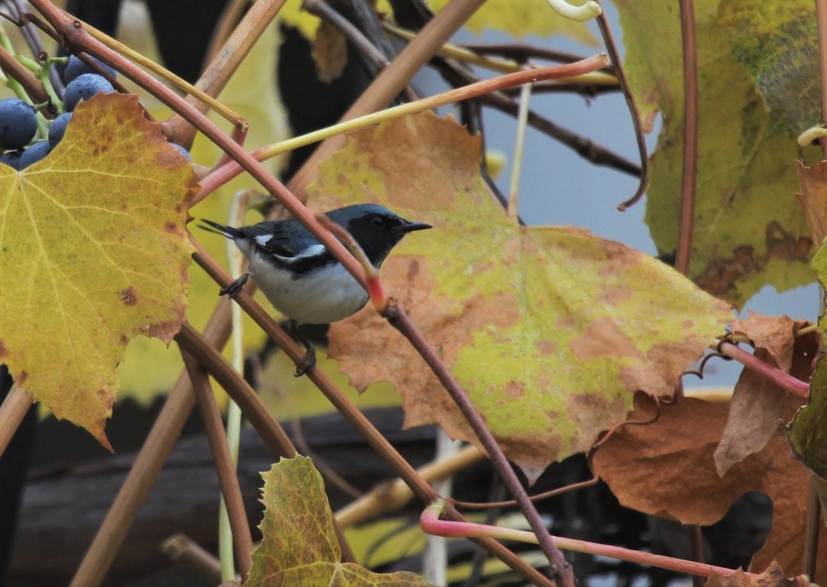 Black-throated Blue Warbler - ML388837461
