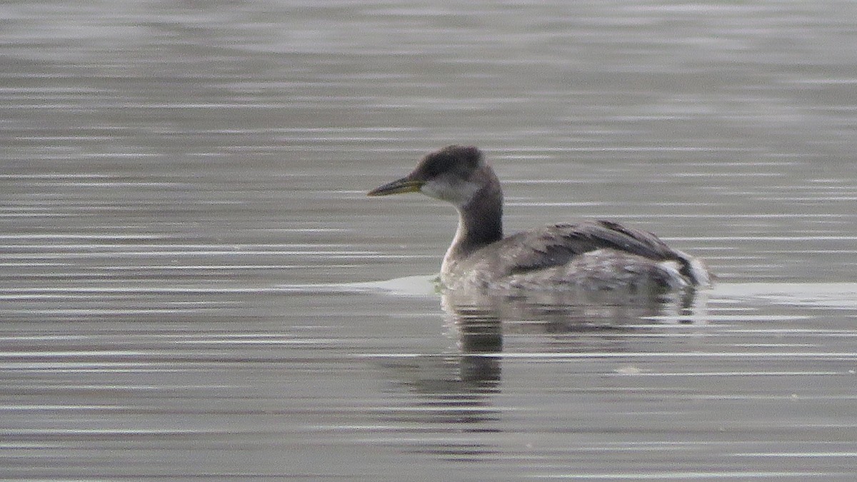 Red-necked Grebe - ML388837961
