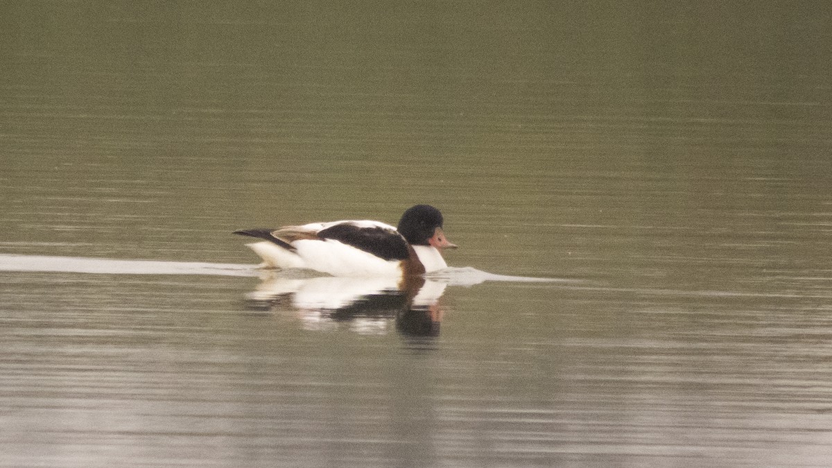 Common Shelduck - ML388838001