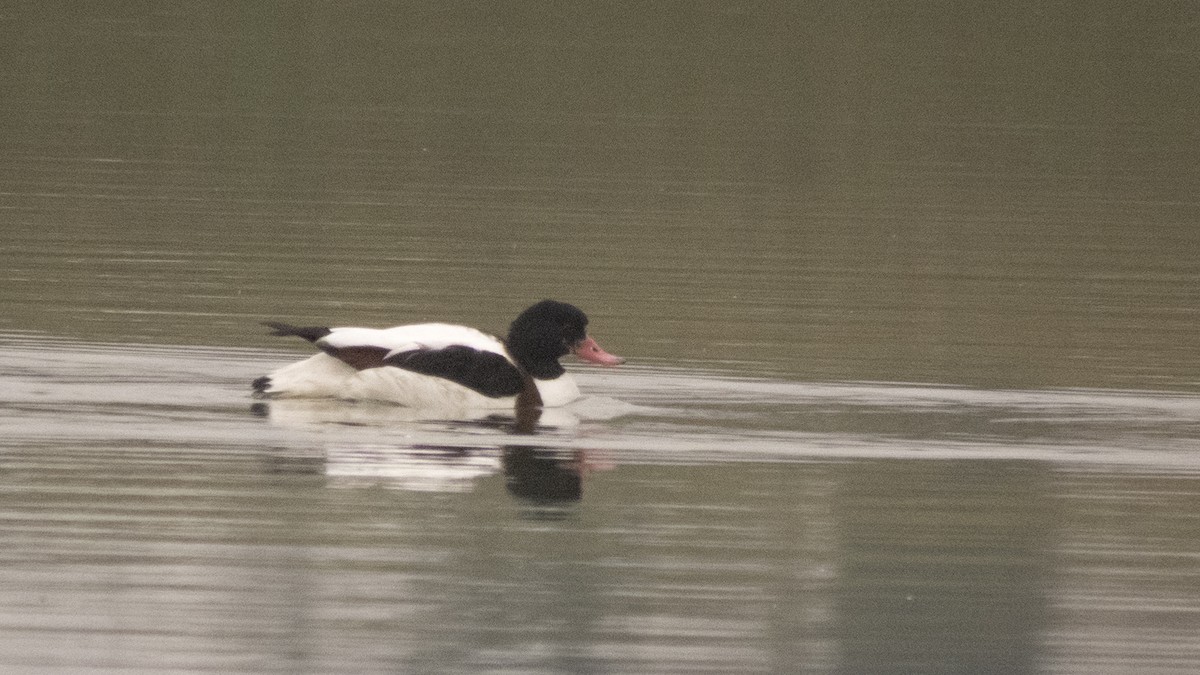 Common Shelduck - ML388838011