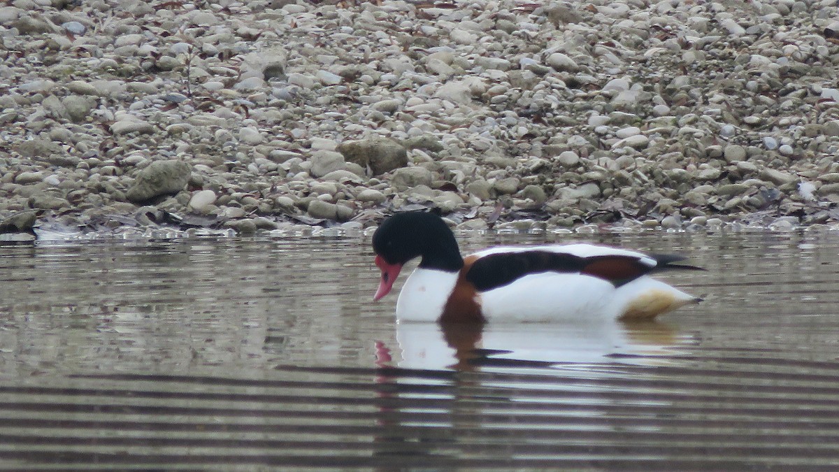 Common Shelduck - ML388838031