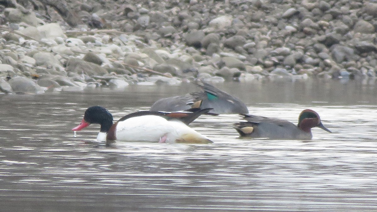 Green-winged Teal (Eurasian) - ML388838071