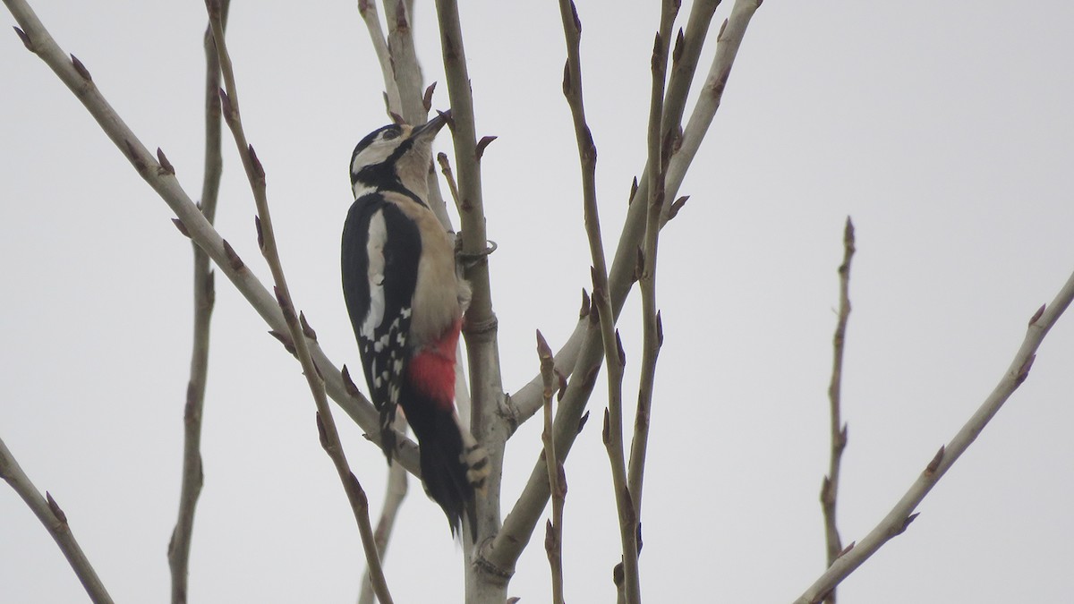 Great Spotted Woodpecker (Great Spotted) - ML388838251