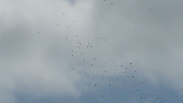 Turkey Vulture - ML388838351