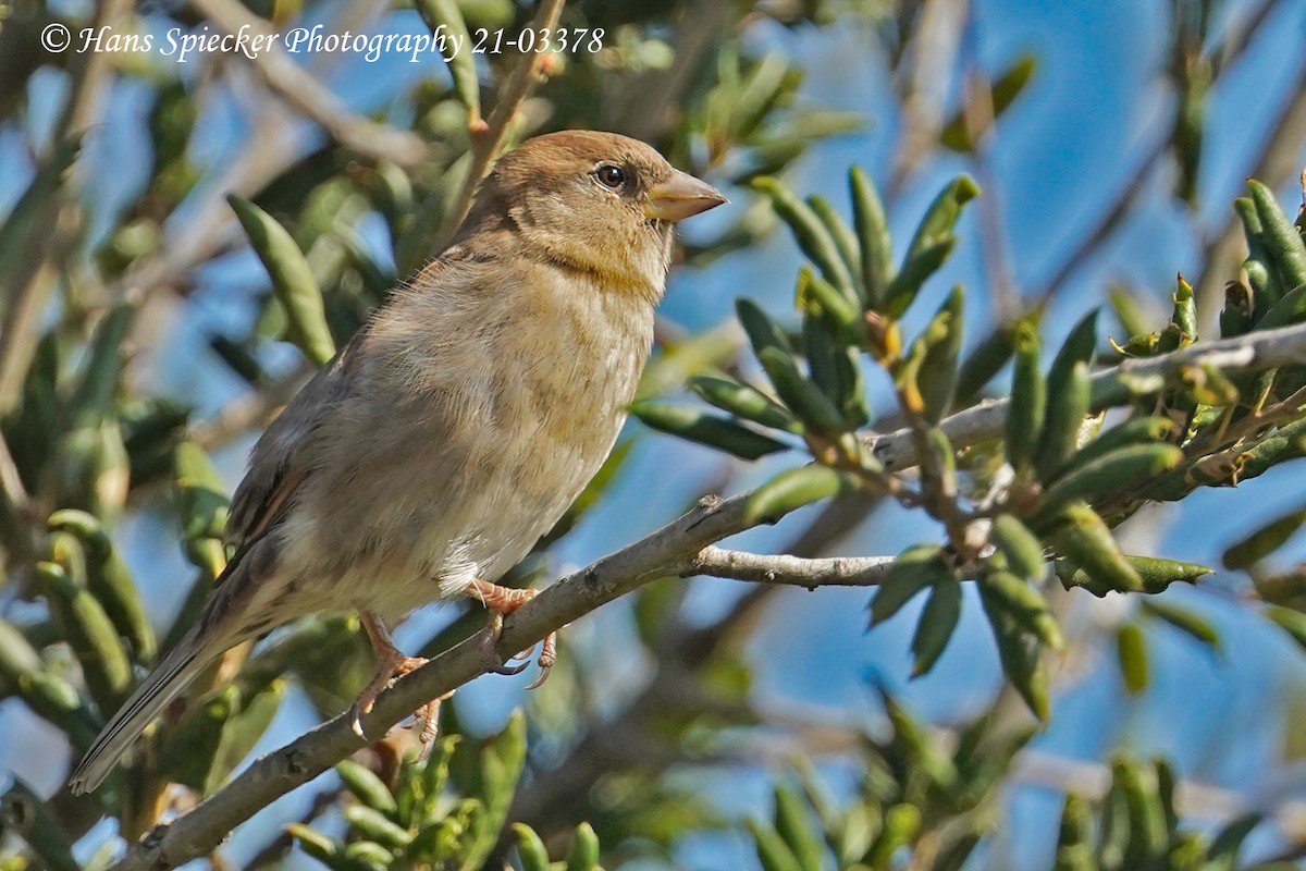 Оронгийн бор шувуу - ML388839361