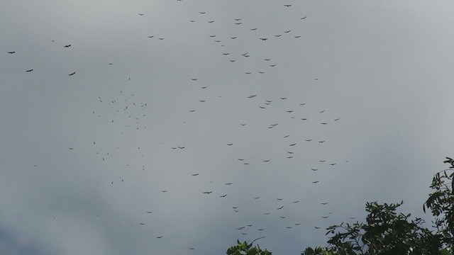 Broad-winged Hawk - ML388839431