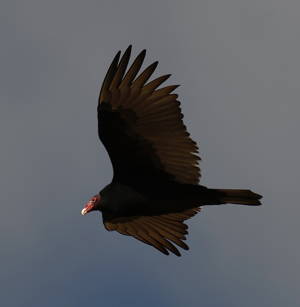 Turkey Vulture - ML388840001