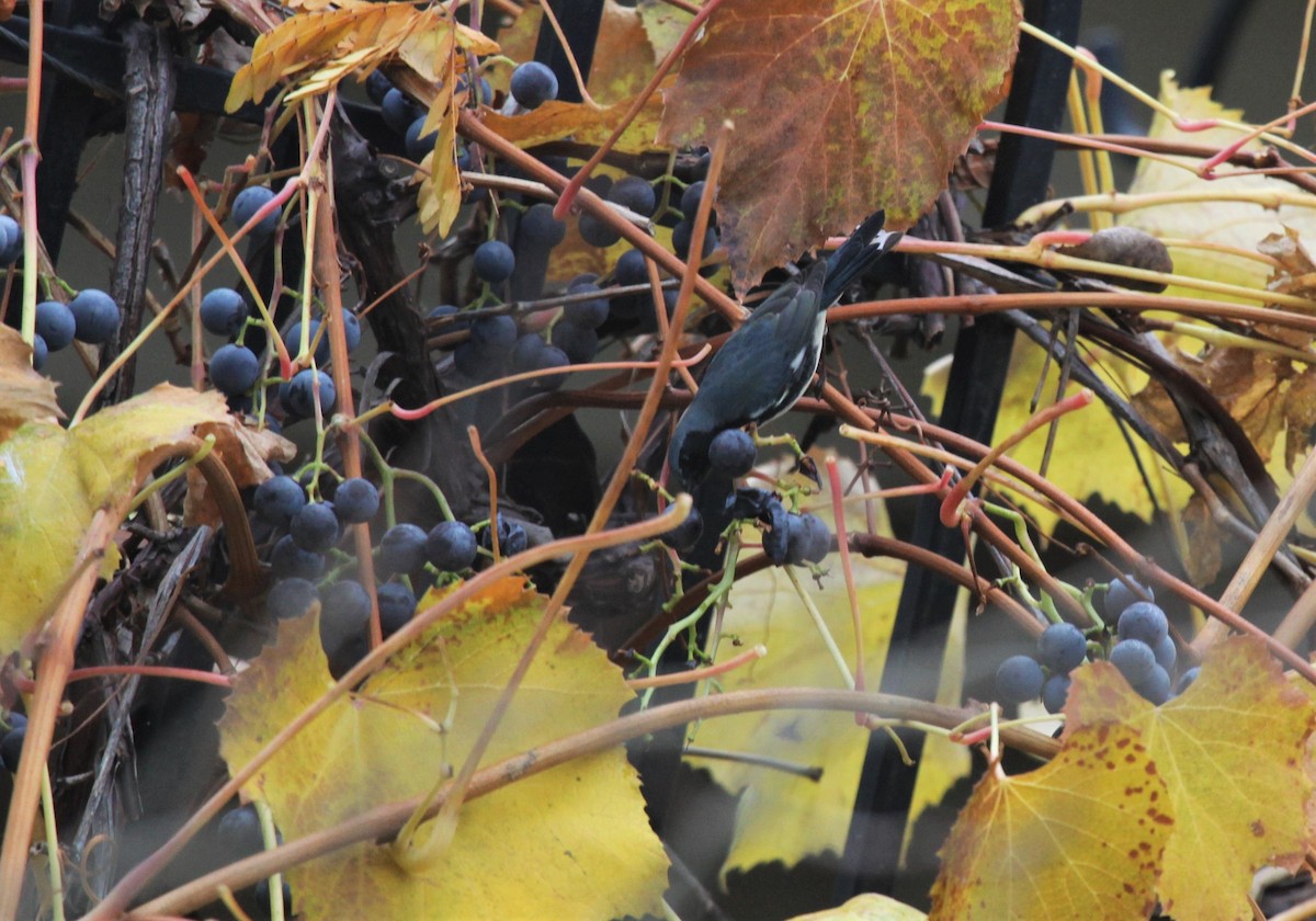 Black-throated Blue Warbler - ML388840641
